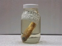 藏品(日本仙女魚)的圖片